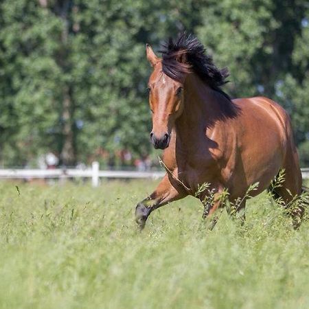 Pferdeidylle Direkt Neben Berlin In Dallgow 外观 照片