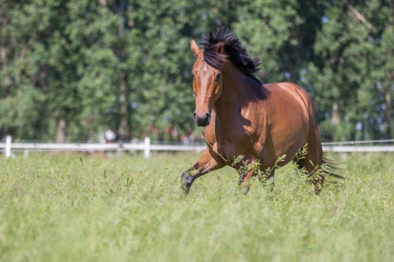 Pferdeidylle Direkt Neben Berlin In Dallgow 外观 照片